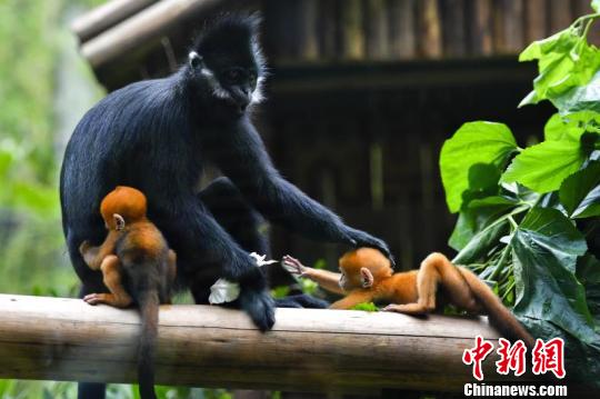世界首例珍稀黑叶猴龙凤胎在广州诞生